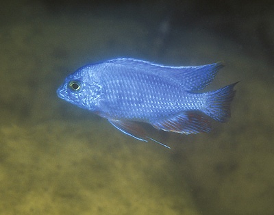 Protomelas taeniolatus 'Nkhata Bay'